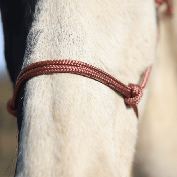 Tresse polyester équitation étho