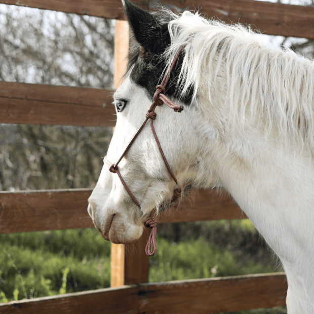 Tresse polyester équitation étho