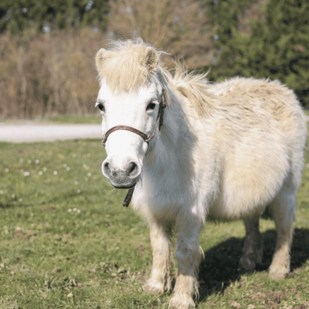 Tresse polyester équitation étho