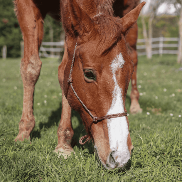Tresse polyester équitation étho