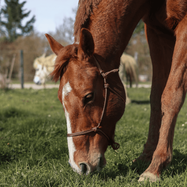 Tresse polyester équitation étho