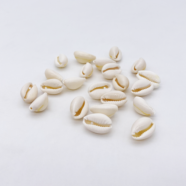 Coquillages Cauris, lot de 10