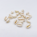 Coquillages Cauris, lot de 10