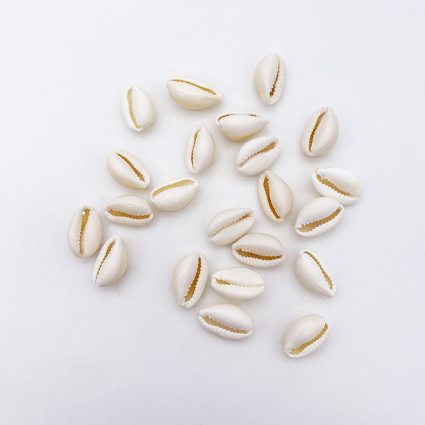 Coquillages Cauris, lot de 10