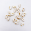 Coquillages Cauris, lot de 10
