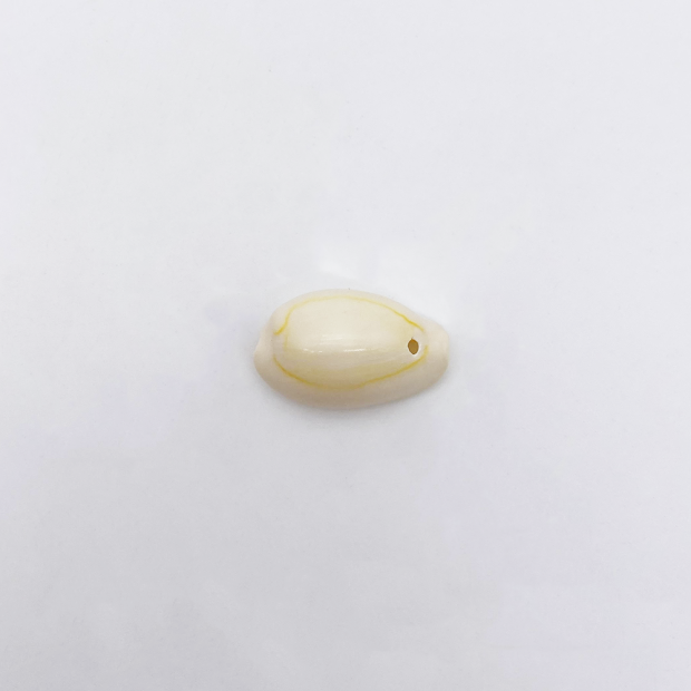 Coquillages Cauris, lot de 10