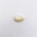 Coquillages Cauris, lot de 10