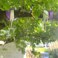 Élingue plate avec boucles - Arbre