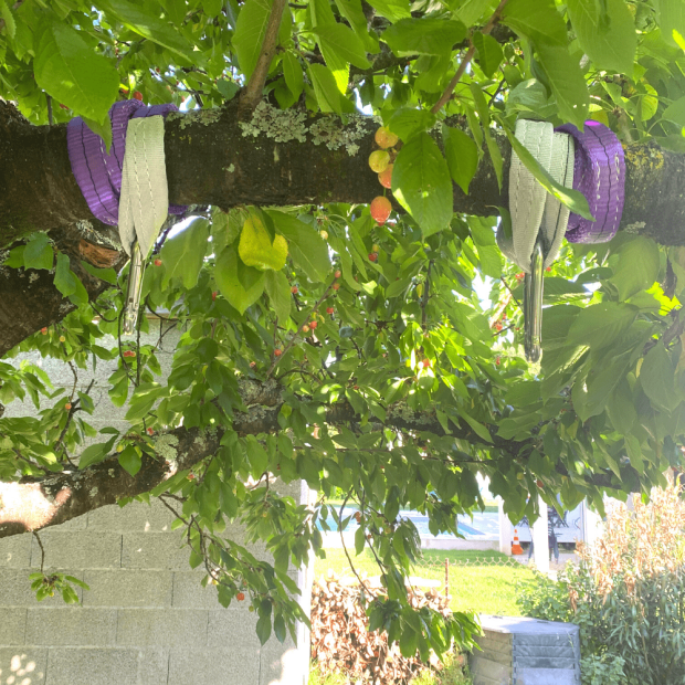 Installation élingues et mousquetons balançoire branche arbre