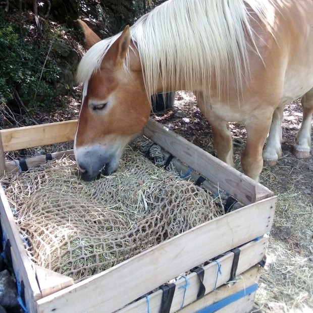 Filet à foin pour chevaux et poneys - Plusieurs dimensions disponibles