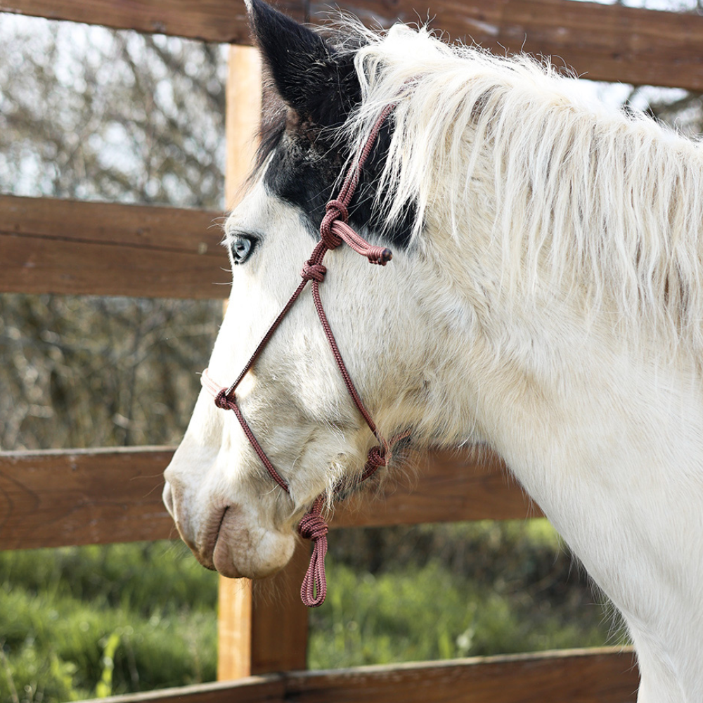 Longes et licols éthologiques :  renforcer la relation avec votre cheval !
