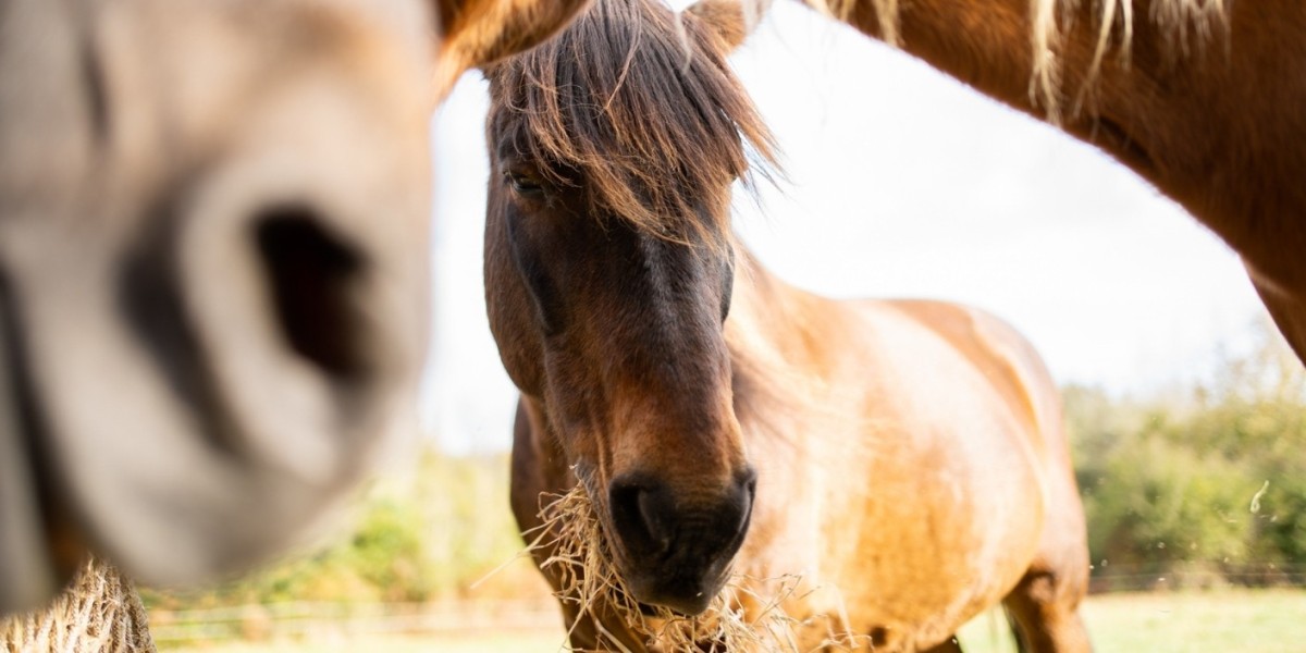 Ethologie, chevaux