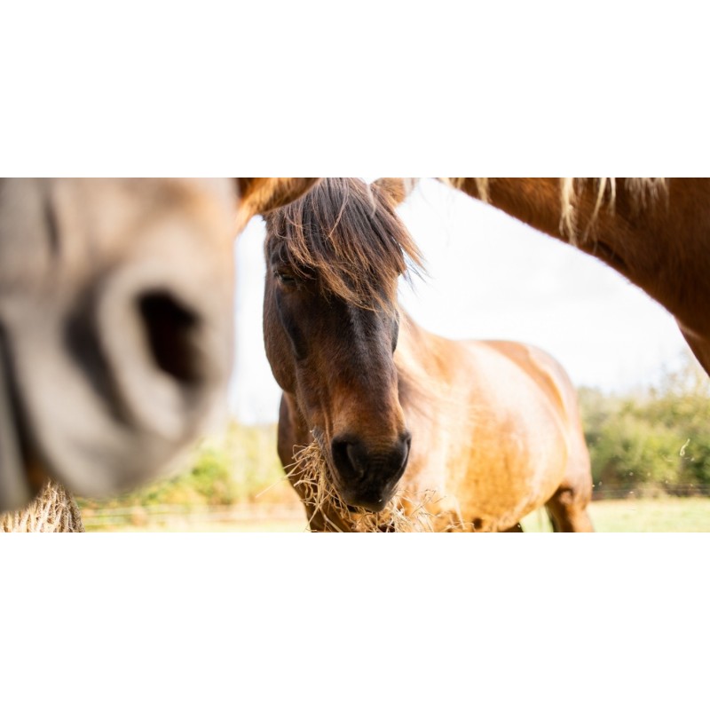 Equitación, Etología