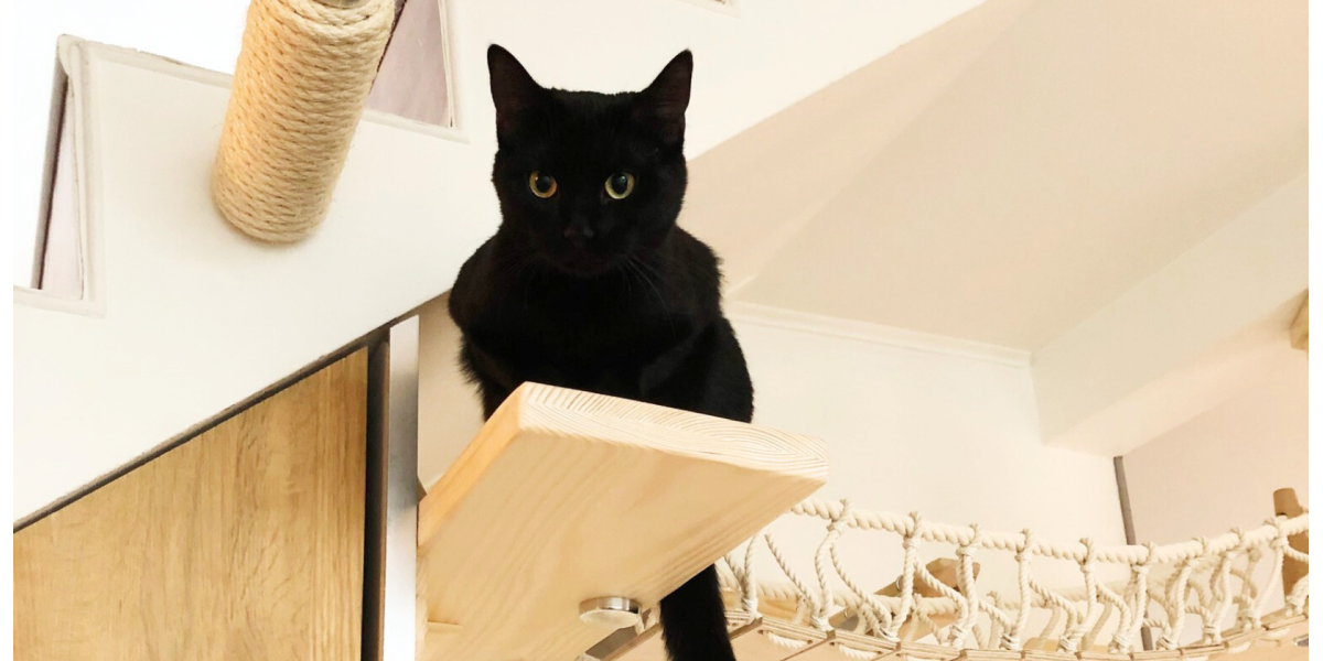 Arbre à chat