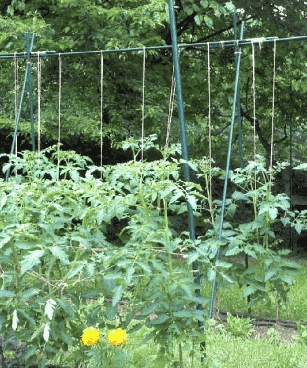 Maraîchage, horticulture