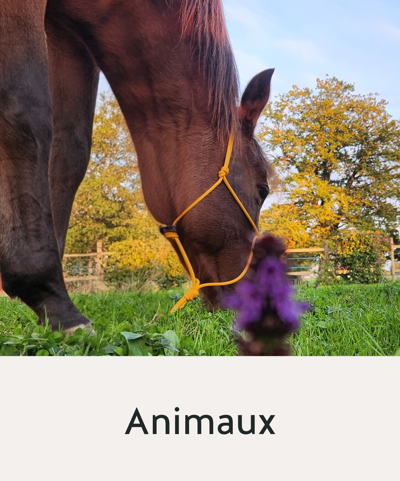 Animaux