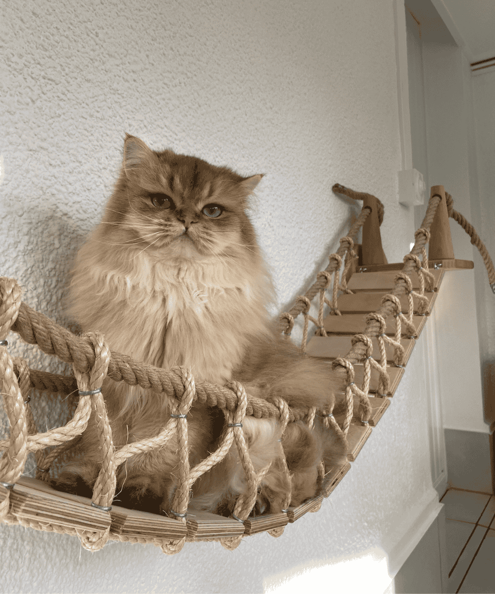 Pont à chat corde